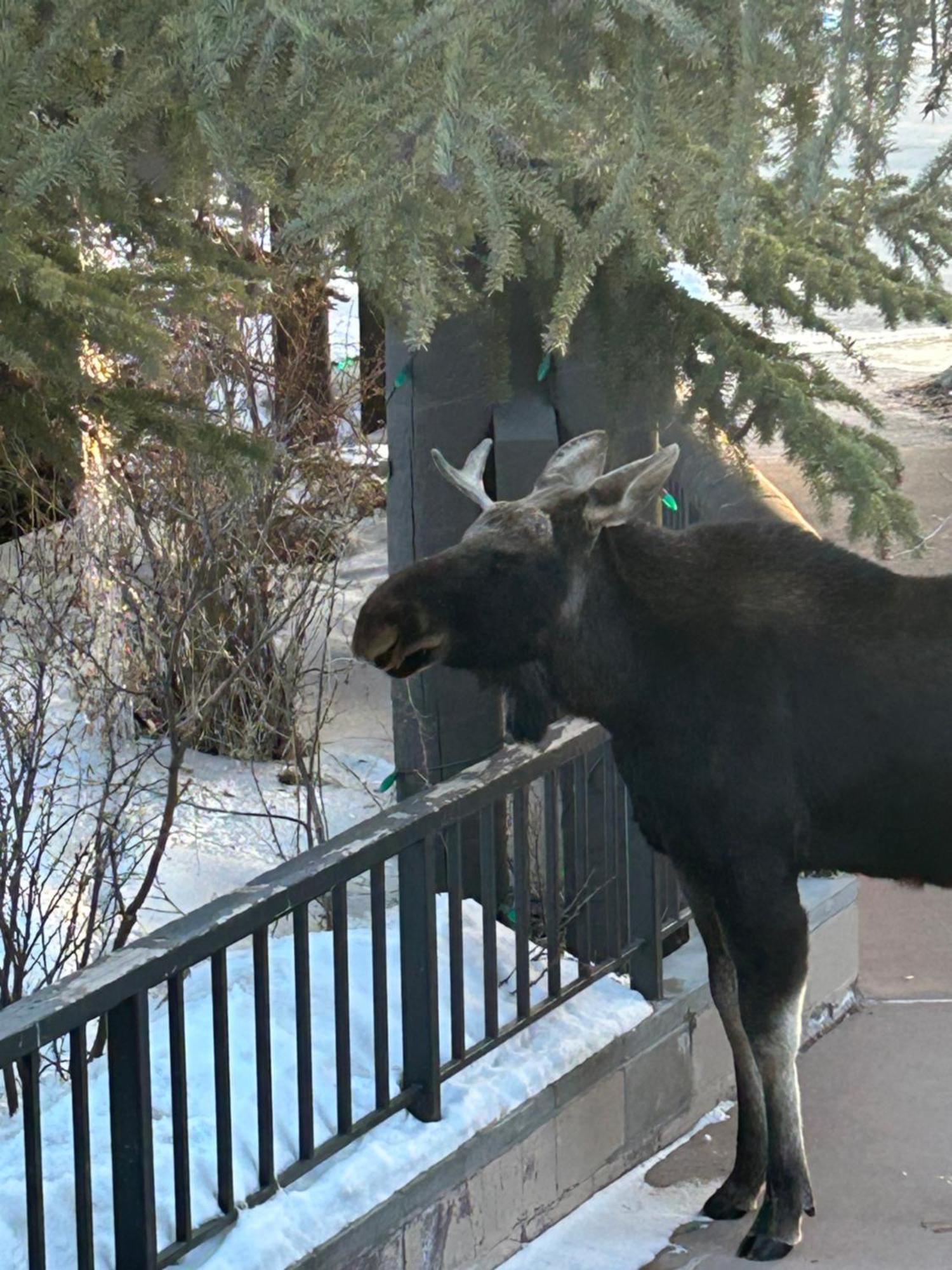 Black Bear 8035 By Summitcove Lodging Keystone Exteriér fotografie